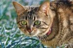 Trendy & Tough: Pet Collars That Last and Look Great