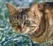 Trendy & Tough: Pet Collars That Last and Look Great