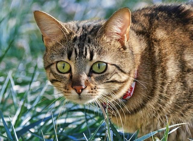 Trendy & Tough: Pet Collars That Last and Look Great