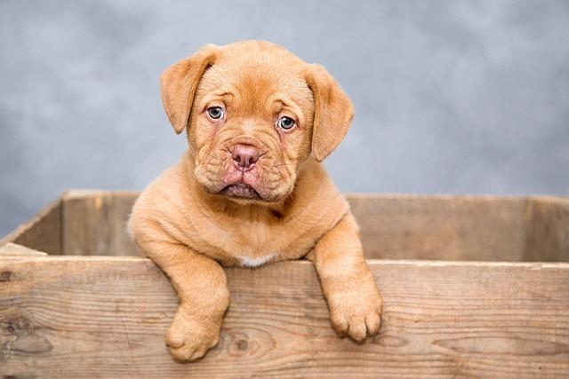 Spoil Your Pets: Top Subscription Boxes for Dogs & Cats